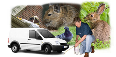 Beaconsfield local van